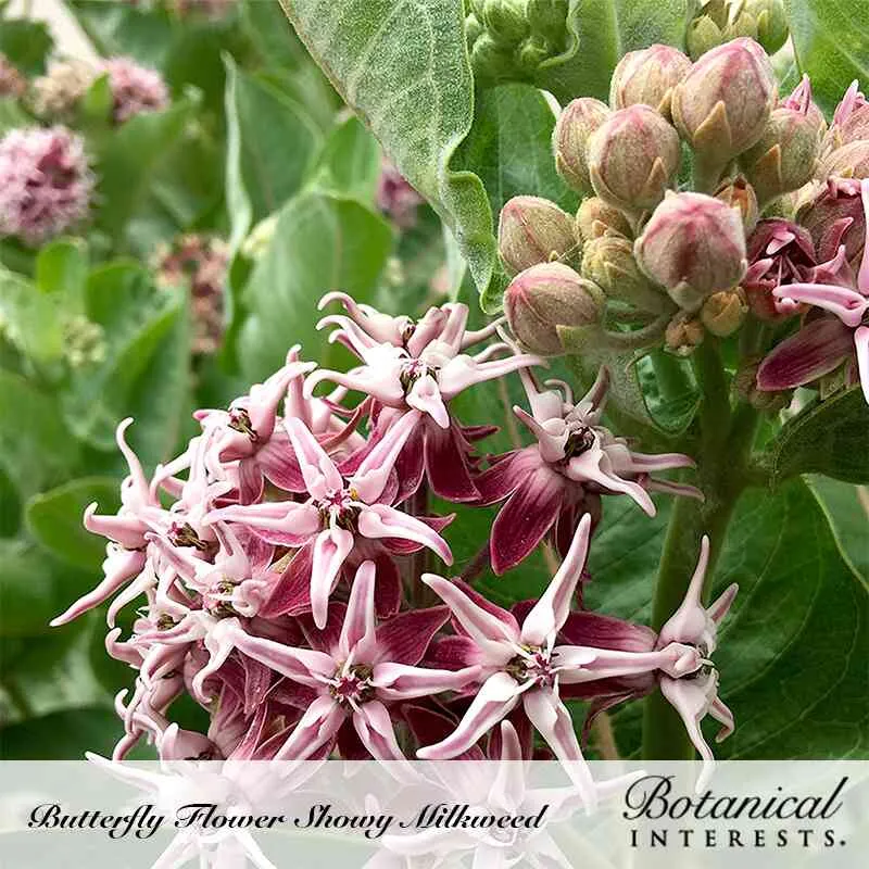 Showy Milkweed/Butterfly Flower Seeds