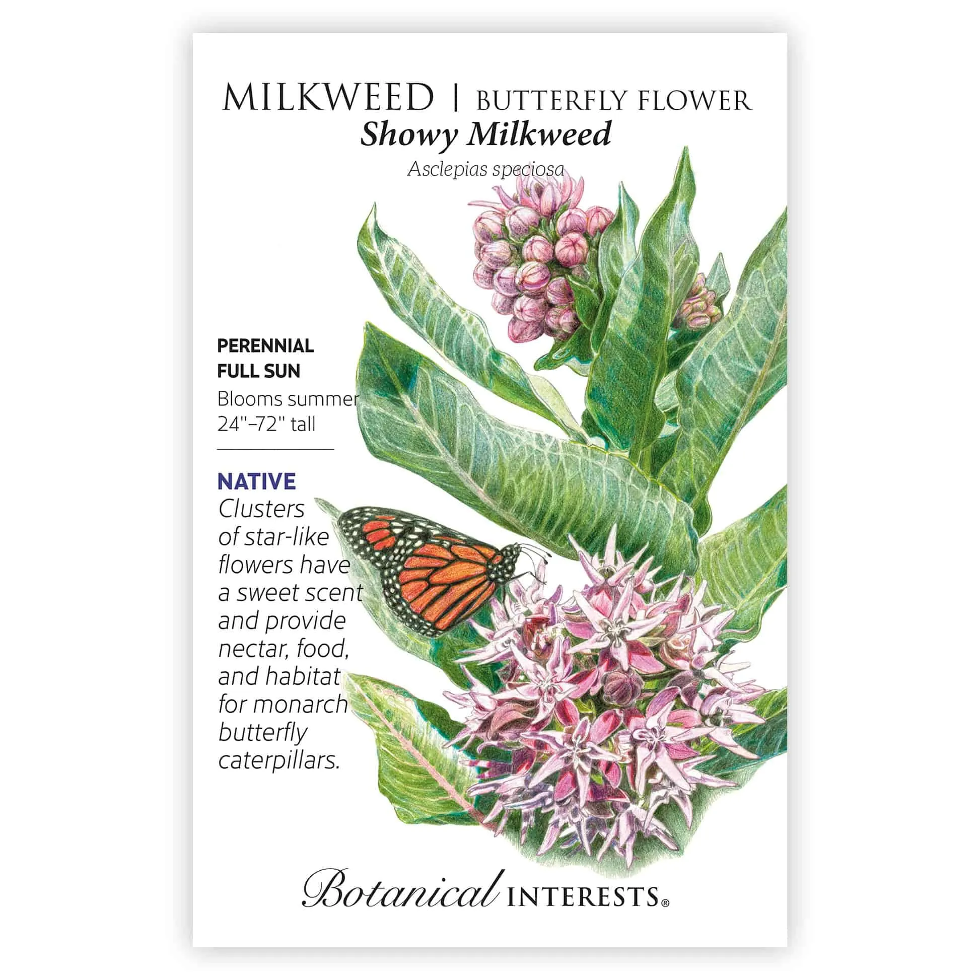 Showy Milkweed/Butterfly Flower Seeds